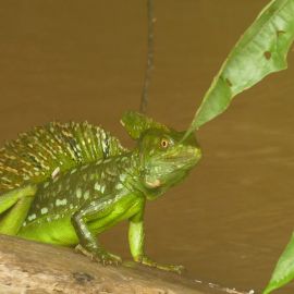 Costa-Rica_23 Costa-Rica_23