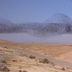 רחפנים, זרזירים ודיות בנגב המערבי