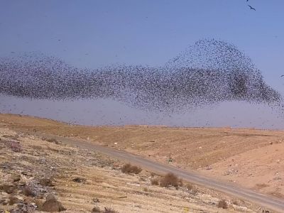 רחפנים, זרזירים ודיות בנגב המערבי רחפנים, זרזירים ודיות בנגב המערבי