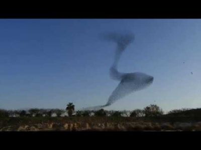 ספארי זרזירים בישראל ספארי זרזירים בישראל